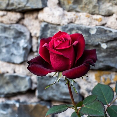 Red Rose Against Stone Wall