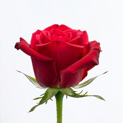Red Rose on White Background