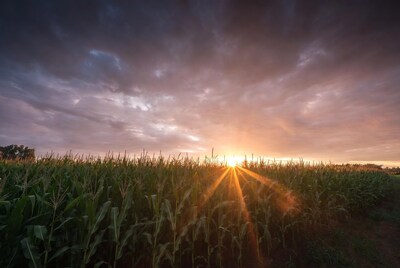 Sunset over cornfield with sun rays