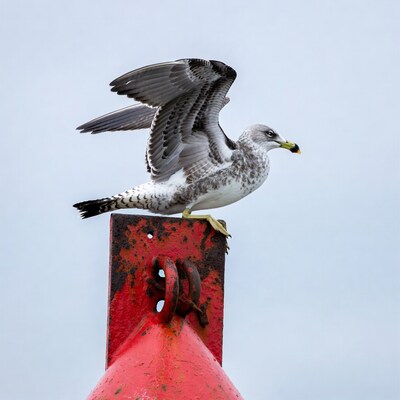 Gull perched on red buoy