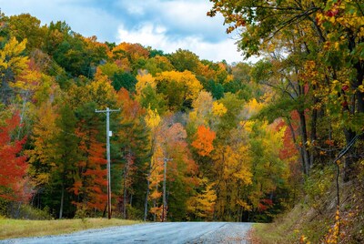 Autumn Forest Road with Colorful Trees