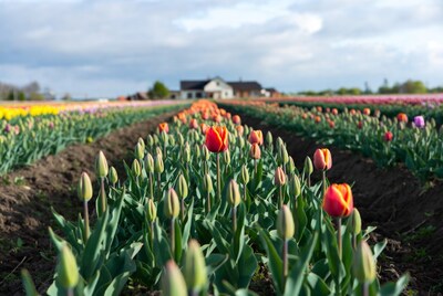 Colorful Tulip Field with Farmhouse