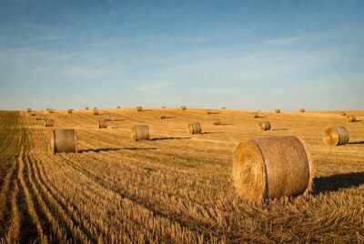 Hay bales in golden field