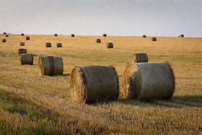 Hay bales in golden field