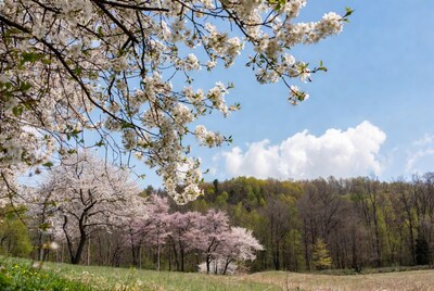 White Cherry Blossoms Over Green Hills