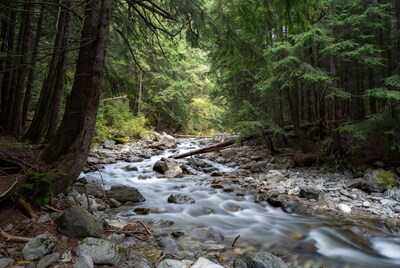 Forest stream flowing over rocks