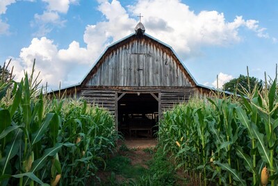 Old barn with cross in cornfield