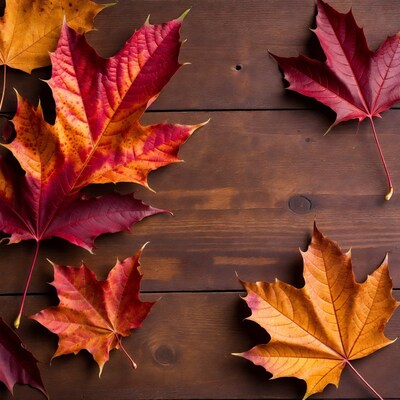 Autumn maple leaves on wood
