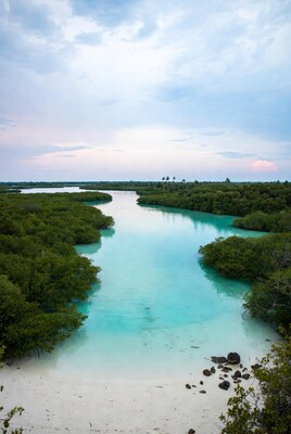Aerial view of turquoise mangrove lagoon