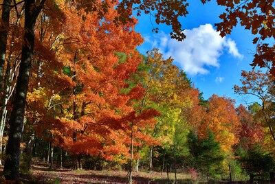 Autumn Forest with Vibrant Red Orange Trees