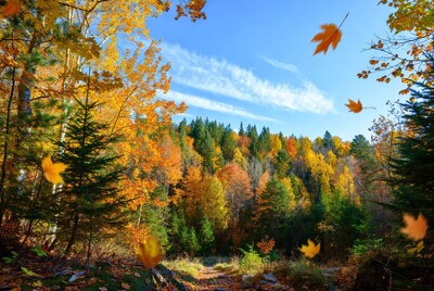 Autumn Forest Path with Falling Leaves