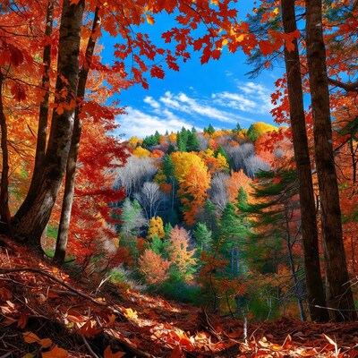 Autumn Forest with Red Foliage