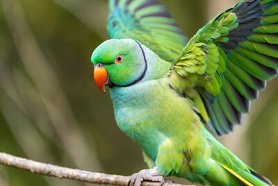 Green Alexandrine Parakeet flapping wings