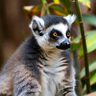 Ring-tailed lemur among bamboo
