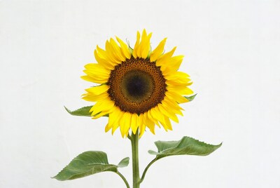 Sunflower with green leaves