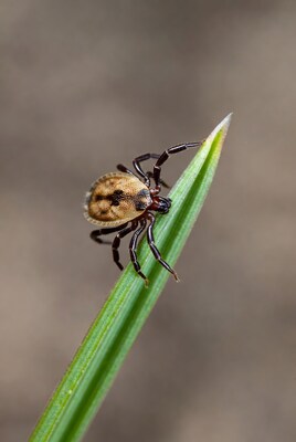 Tick on green grass blade