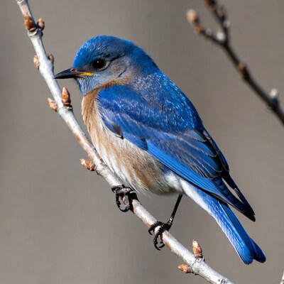 Eastern Bluebird perched on branch