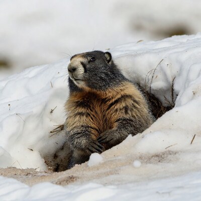 Marmot emerging from snow burrow