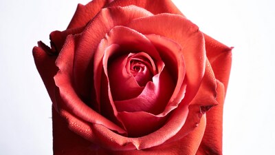 Red Rose with Dew Drops
