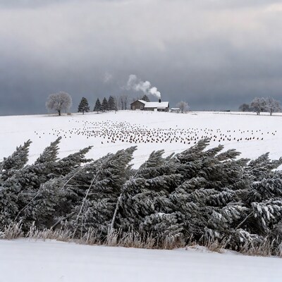Snowy Farmhouse with Chickens and Trees