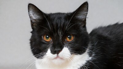 Black cat with orange eyes