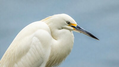 Snowy Egret with yellow eyes