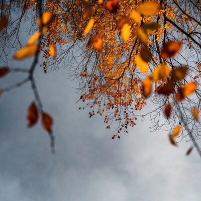 Autumn tree branches with orange leaves