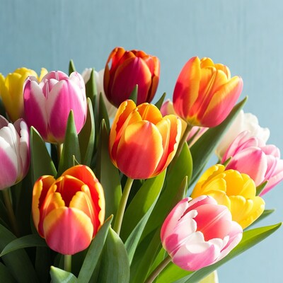 Colorful Tulips Bouquet on Blue Background