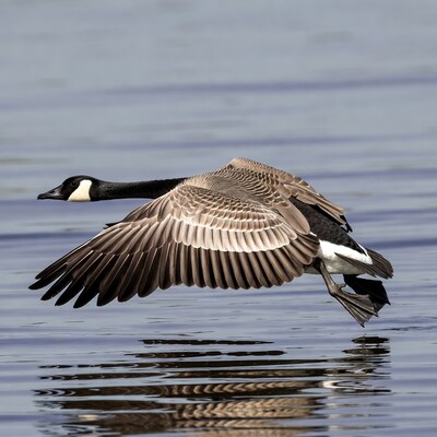 Canada Goose Flying over Water