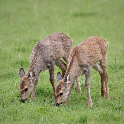 Two fawns grazing in green grass