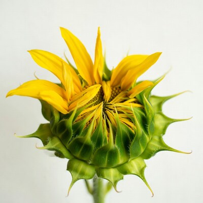 Sunflower bud on white background