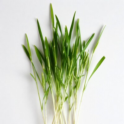 Fresh wheatgrass sprouts on white background
