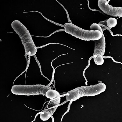 Bacillus Bacteria with Flagella SEM