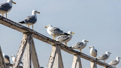 Seagulls perched on pier railing