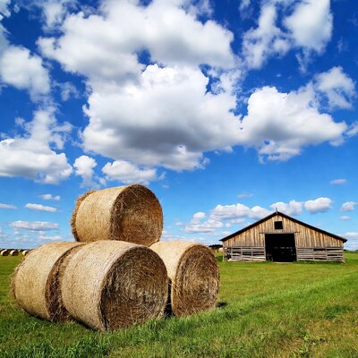 Hay bales near wooden barn