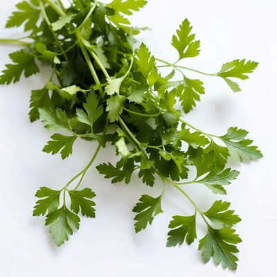 Fresh Parsley Bunch on White