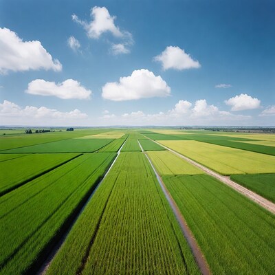 Aerial view of rice fields