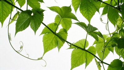 Green vine leaves with tendrils