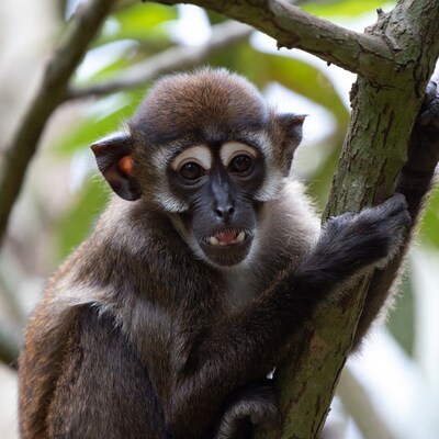 Brown monkey clinging to tree branch