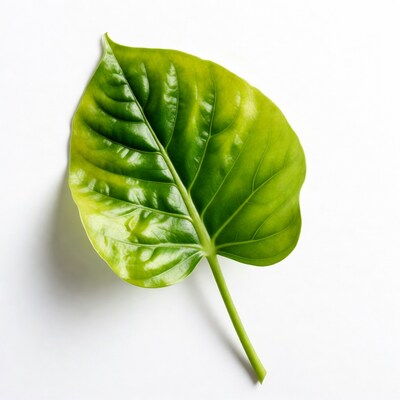 Green Leaf on White Background