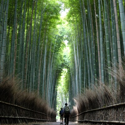 Men walking in bamboo forest path