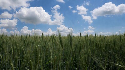 Wheat Field Under Blue Sky