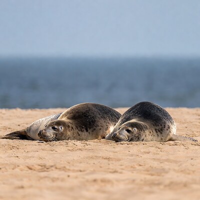 Two Harbor Seals Resting on Beach