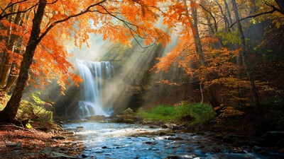 Autumn Waterfall in Sunlit Forest