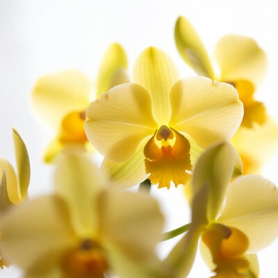 Yellow orchids on white background