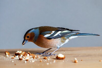 Bullfinch eating breadcrumbs on table