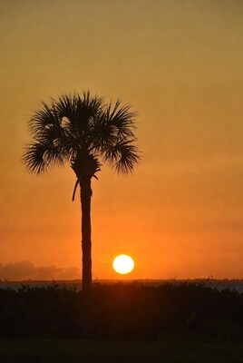Silhouette palm tree at sunset