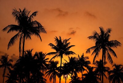 Palm Trees Silhouette at Sunset