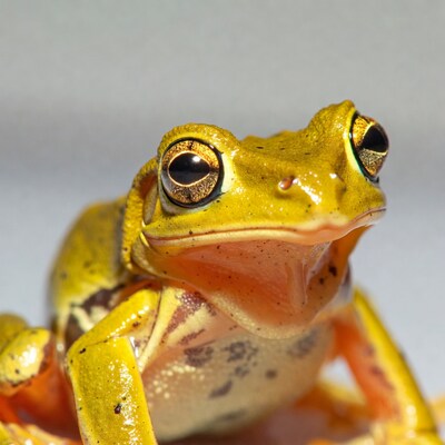 Close-up yellow tree frog
