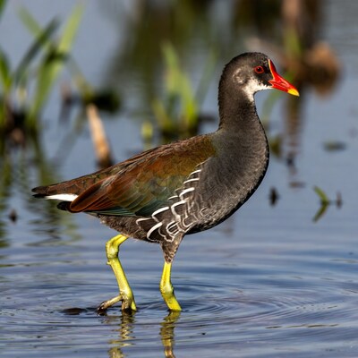 Common Moorhen wading in water